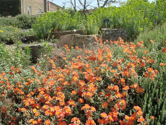 Helianthemum en rocaille